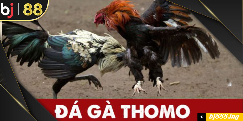 Giới thiệu hình thức đá gà Thomo được nhiều người chơi ưa chuộng